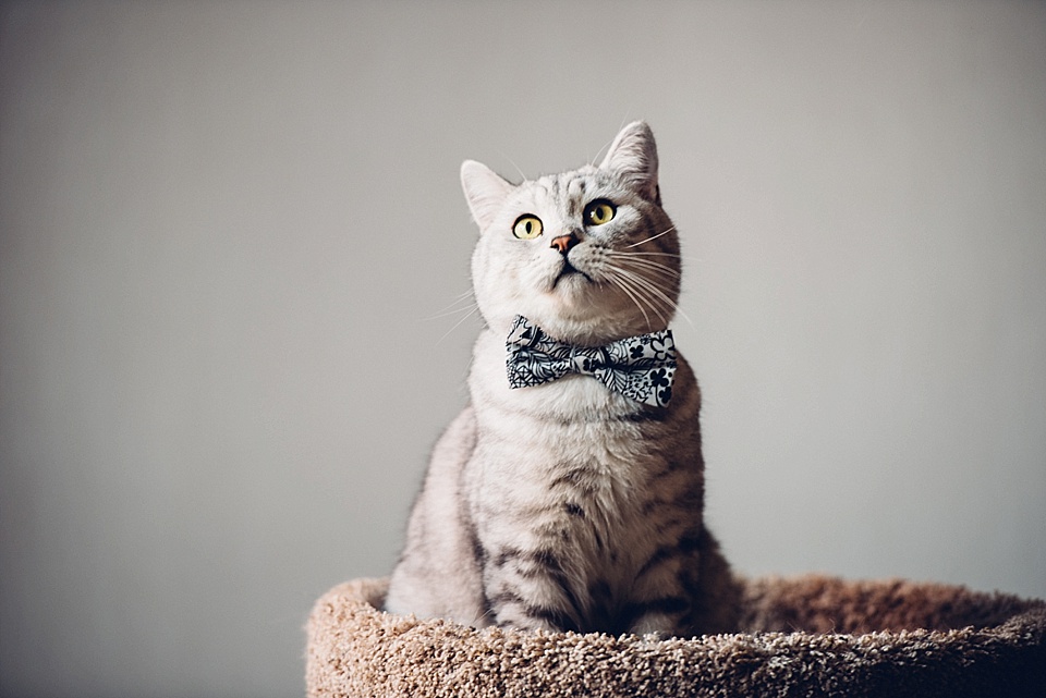 British shorthair cat in bowtie